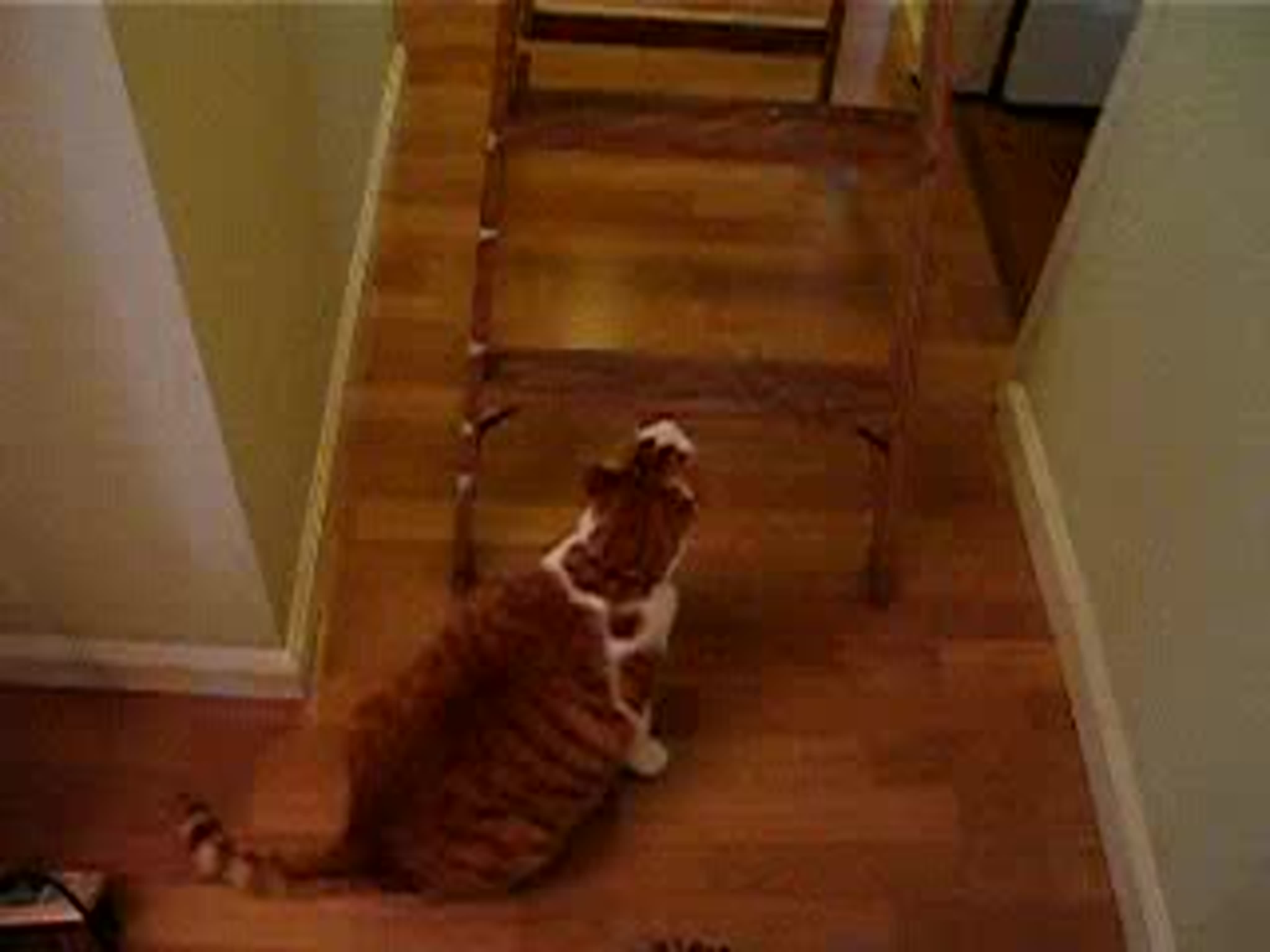 Fat cat climbing a ladder