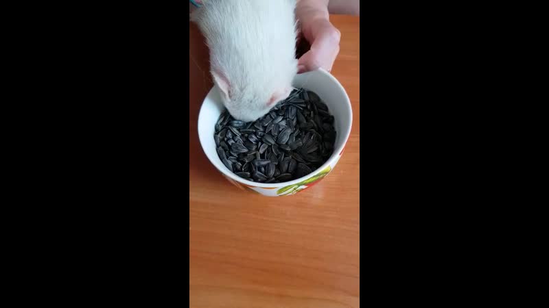 №4 хорек винтик 2019