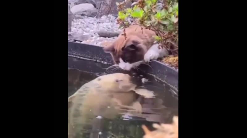 Пришел к любимой на свиданку)))