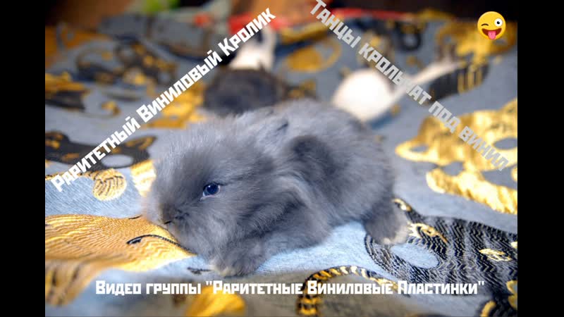 Раритетные виниловые кролики танцы крольчат под винил