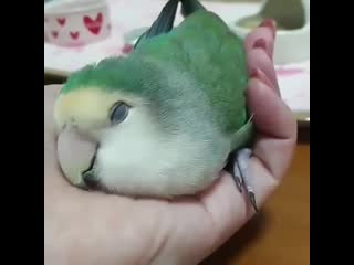 This cute birb trusts its owner enough to fall asleep in their hand