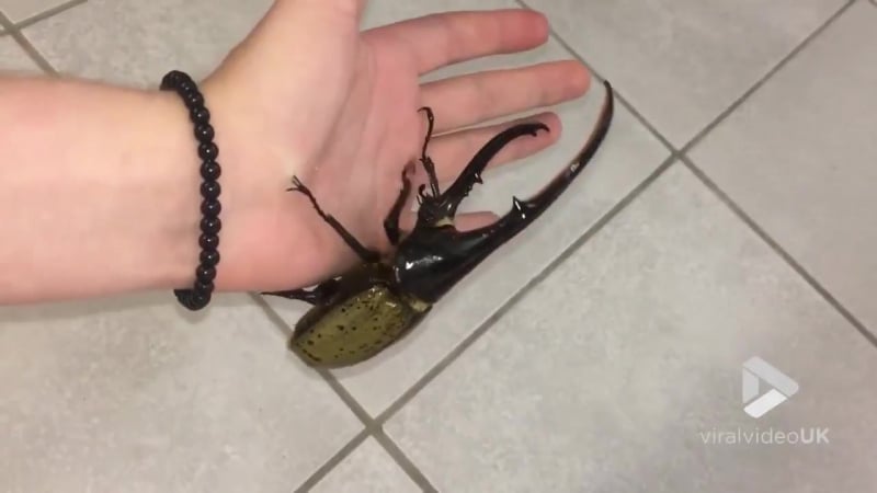 Ручной экологичный вентилятор