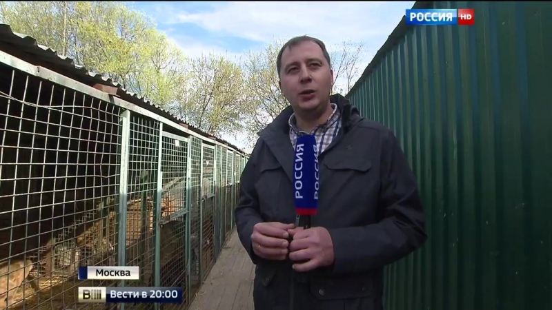 Битва за приют к молодые и кошкам "эко вешняки" прорвались спасатели волонтеры