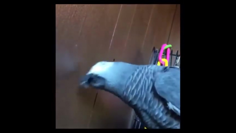 Parrot porn video – Syd the african grey parrot