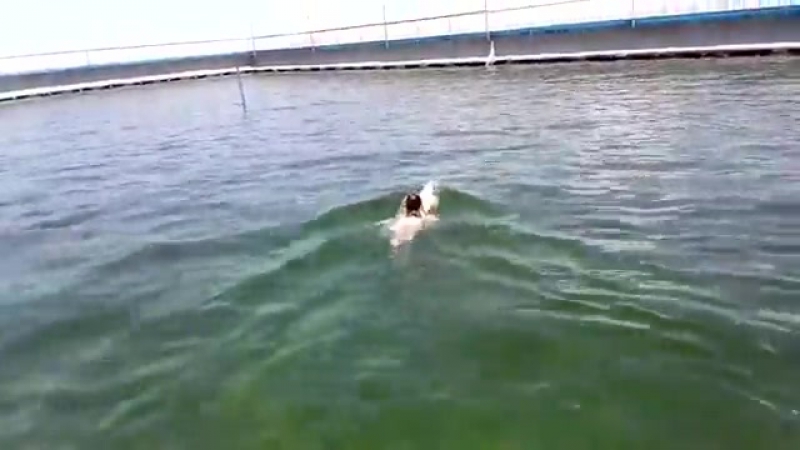 Плавает с дельфином