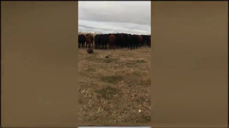 Бобер увел с пастбища в канаде 150 коров, ведется розыск бобра, особые приметы большие зубы