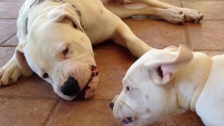 Funny video about my dogo argentino