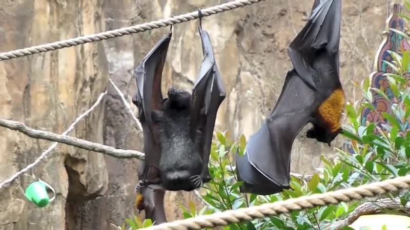 Летучие мыши