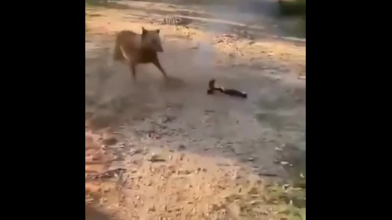 Пес пранкер