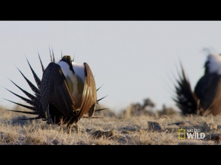 Токование шалфейного тетерева © nat geo wild