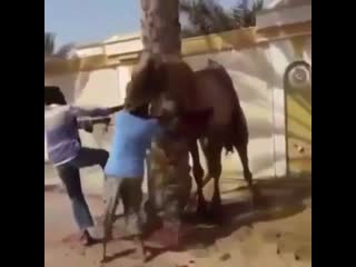 Wcgw if we agitate this camel?