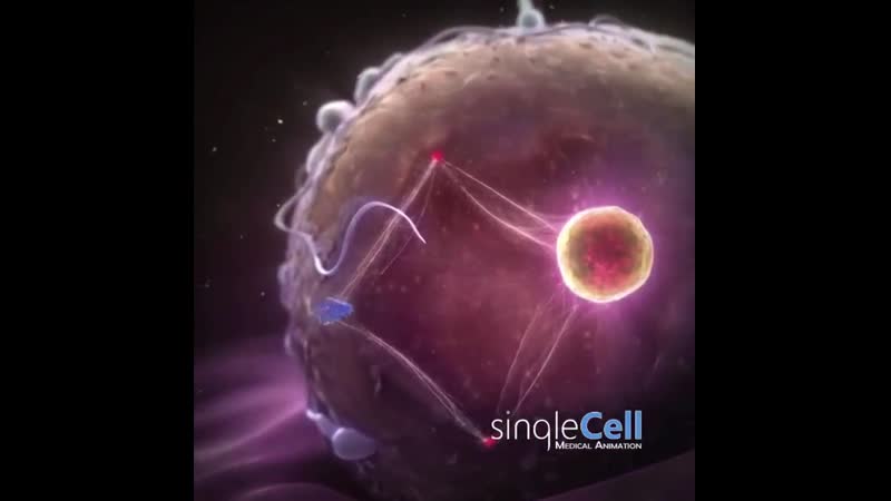 Оплодотворение яйцеклетки