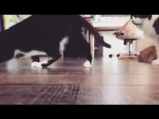 Эксперимент №315 кошки коты и додстер