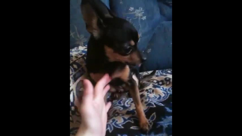 Молодые лижется