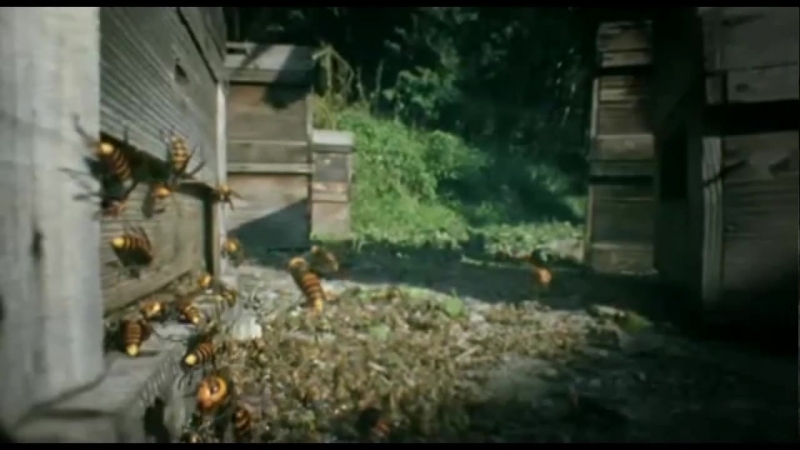 30 japanese hornets battle 30,000 bees epic music