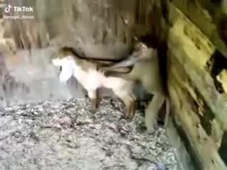 Это ппц
