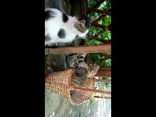 Марыся и мур играют🐱