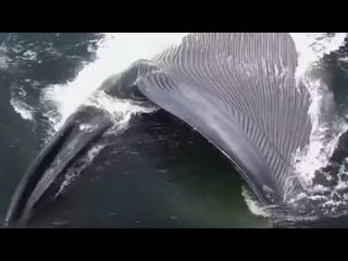 Club strannik blue whale