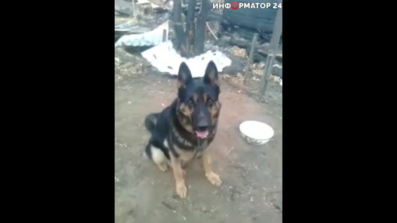 Под астраханью нашли местного хатико