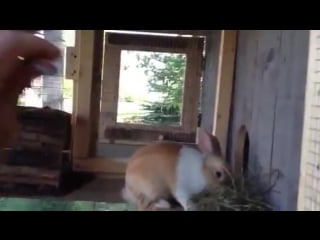 Canadian rabbit hutch part two