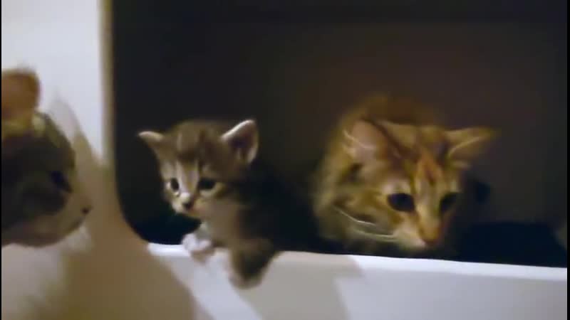 Мохнатый актер, у которого еще нет «оскара»