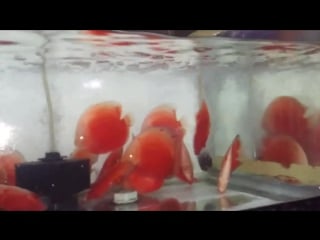 Red valentine (made in vietnam) vina discus вьетнам