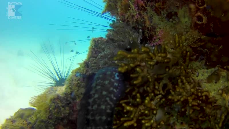 Видео от pattaya scuba divers дайвинг в паттайе