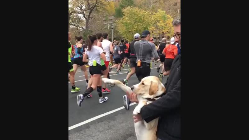Hitler porn video – Porn owner forces innocent dogo to heil hitler in public
