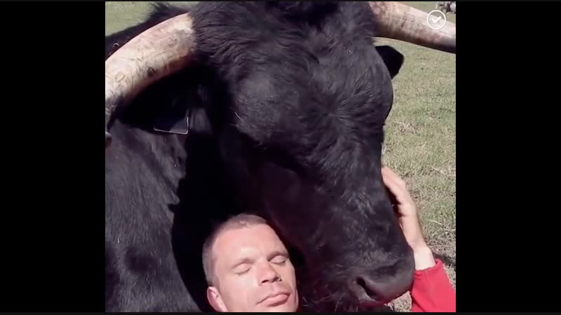 Удивительная дружба человека и быка (хорошее настроение, милое домашнее видео, бык, человек, тореадор, рога, рогатый друг)