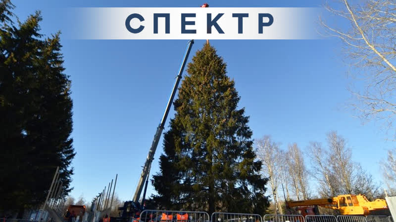 В москву едет главная новогодняя елка страны