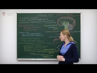 Анатомия и физиология человека строение головного мозга человека центр онлайн обучения «фоксфорд»