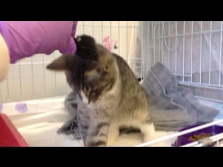 Джемма 4 мес, любительница мышек )