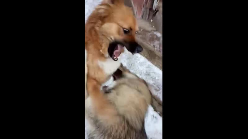 Гриша и кинсли снежки во дворе ' 2