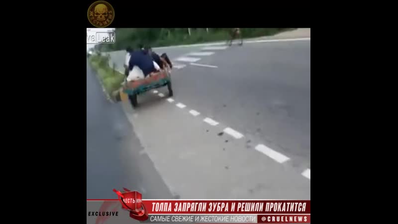 Толпа, запрягли зубра и решили прокатится mp4