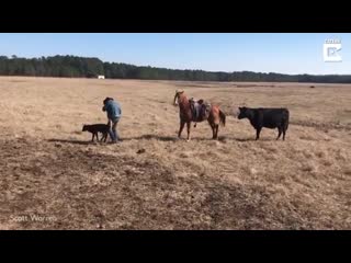 Horse helps ranchers tag calves by protecting them from cows