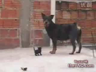 Котенок раздает ротвейлеру tiny cat completely owns a huge rottweiler