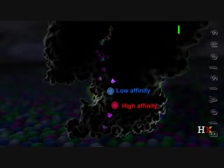 Electron transport chain