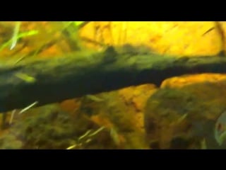 Channa gachua "blue bengalen" в биотопном аквариуме