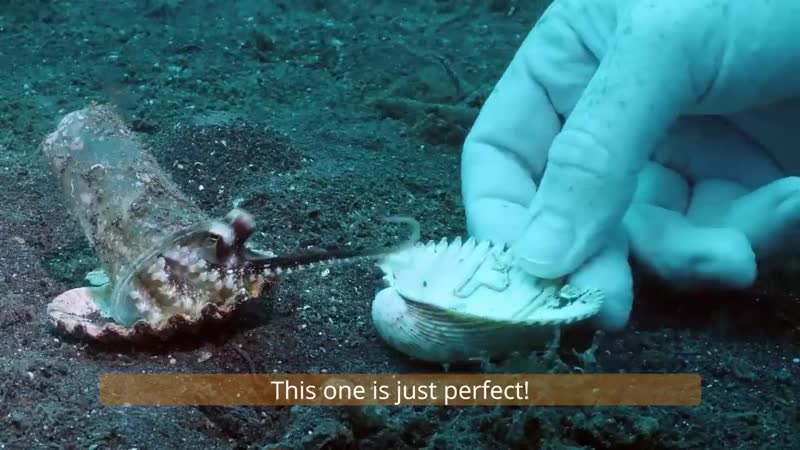 Кокосовый осьминог