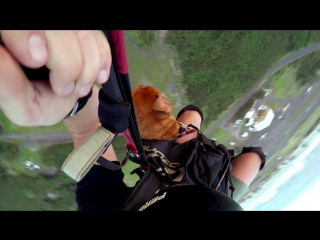 Gopro speedflying dog