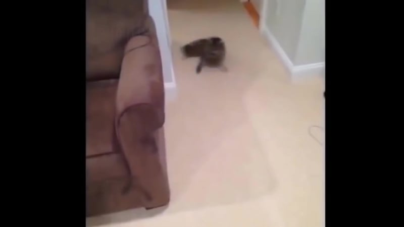 Шерстяные утырки баянят