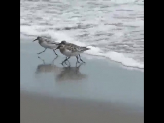 Ааа побежали