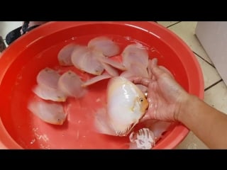 White diamond vina discus вьетнам