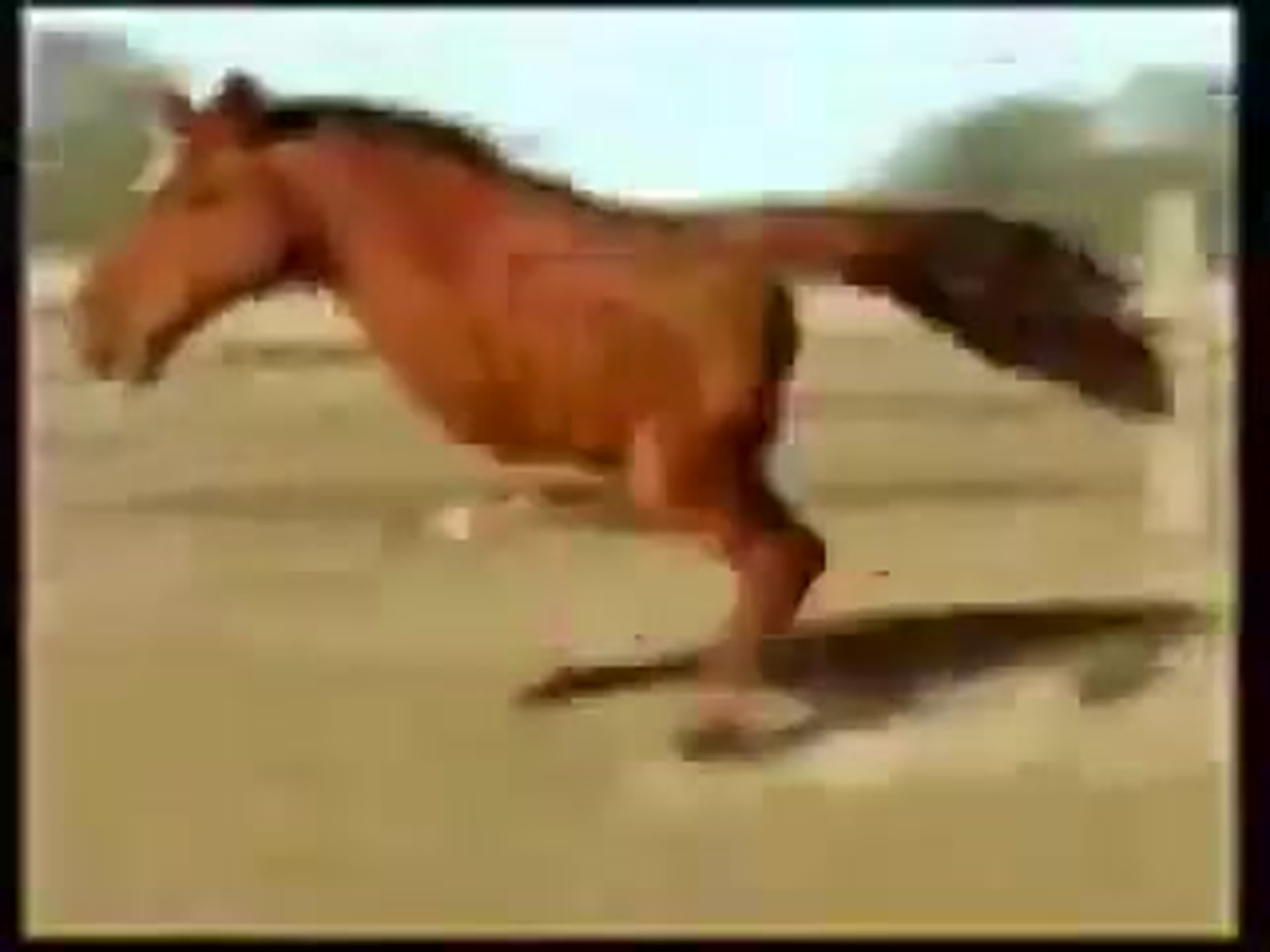 трахнул лошадь 