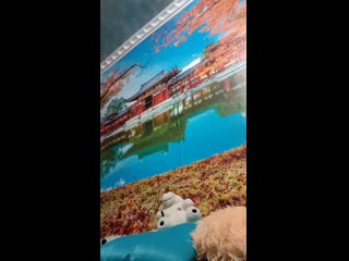 Video 20210226 220723 mp4