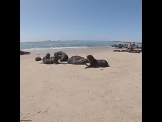 Little boy working with his dad that rescues seals that have become entangled returns a lost seal pup to the herd