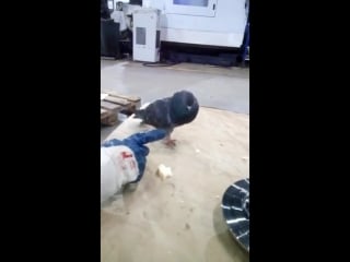 Челябинский голубь (vhs video)