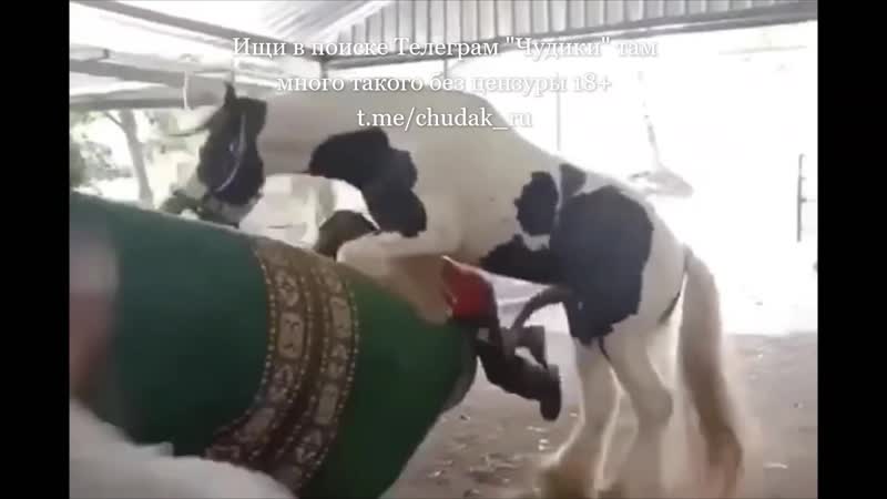 Конь атакует