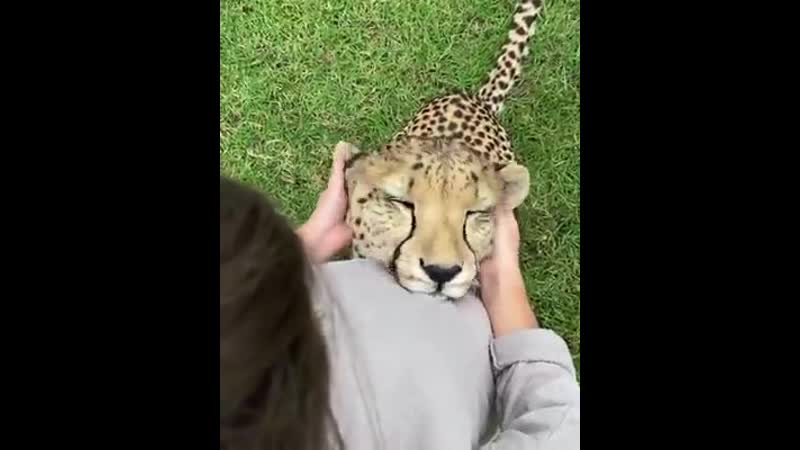 Гепард мурлычет от удовольствия