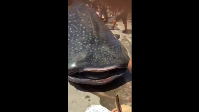 Разделка китовой акулы (жесть)